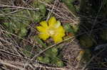 Cockspur pricklypear